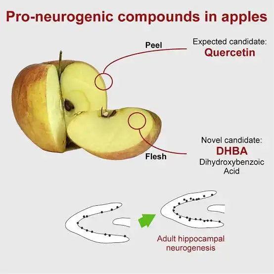 Apple Peel Extract Powder Benefits for Skin & Health